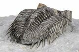 Coltraneia Trilobite Fossil - Unique Shell Coloration #209713-5
